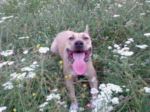 vand amstaff