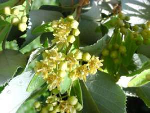 Plante medicinale