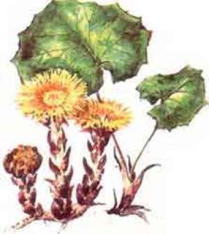 Plante medicinale