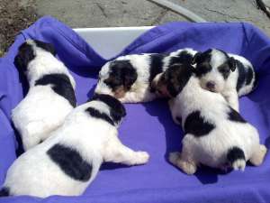 Vand caini Fox Terrier sarmos