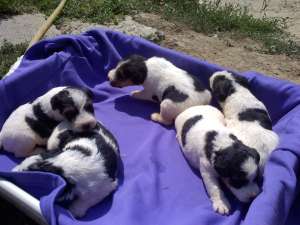 Vand caini Fox Terrier sarmos