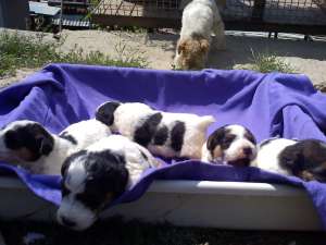 Vand caini Fox Terrier sarmos