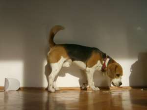 Ofer pentru montă mascul Beagle cu Pedigree
