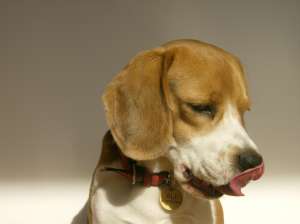 Ofer pentru montă mascul Beagle cu Pedigree