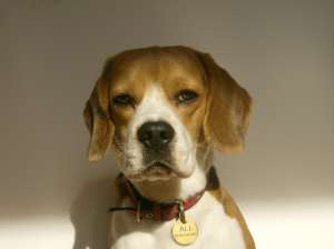 Ofer pentru montă mascul Beagle cu Pedigree