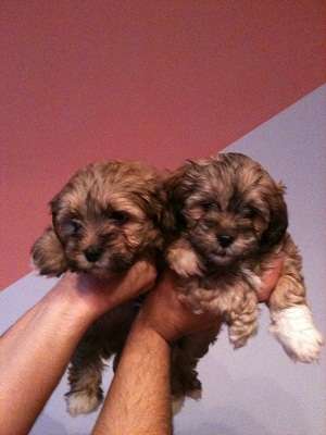 bichon havanez albi crem maro *****n.