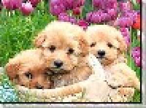 bichon havanez albi crem maro *****n.