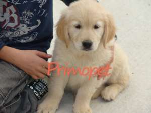 Catelusi Labrador si Golden Retriever  de Vanzare