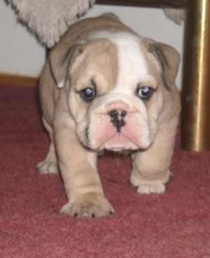 pui bulldog englez de vanzare