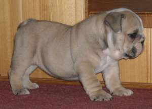 pui bulldog englez de vanzare