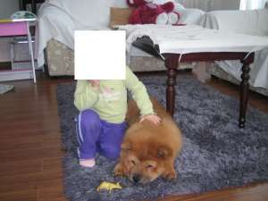 chow chow