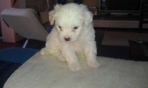 Vand Bischon Maltez
