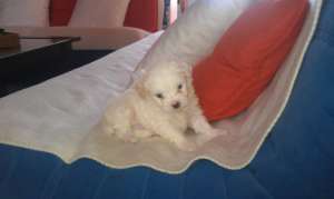 Vand Bischon Maltez