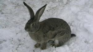 iepuri