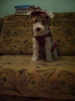 Caut mascul pentru monta fox terrier