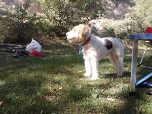 Caut mascul pentru monta fox terrier