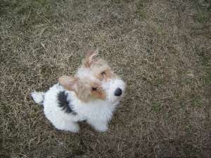 Caut mascul pentru monta fox terrier