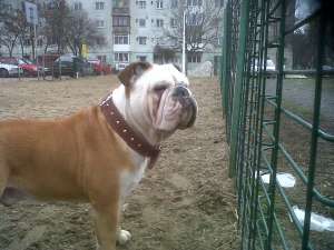 Monta bulldog englez