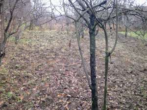 VAND CASA+CURTE IN SEGARCEA VALE - TELEORMAN