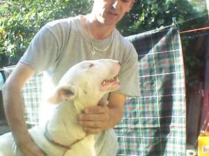 vand femela bull-terrier