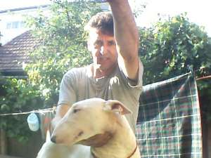 vand femela bull-terrier