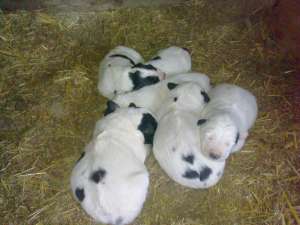 vand pui c r b  din parinti cu pedigree