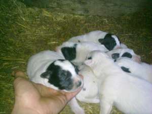 vand pui c r b  din parinti cu pedigree