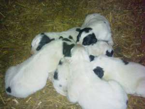 vand pui c r b  din parinti cu pedigree