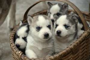 vand catei husky
