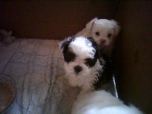 puisori bichon havanez