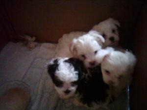 puisori bichon havanez