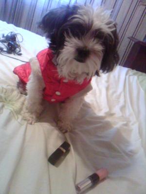 puisori bichon havanez