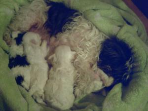 vand catelusa,   bichon havanez.