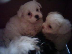 vand catelusa,   bichon havanez.