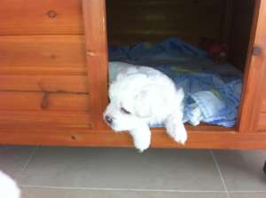 vand pui mascul Bichon Maltez