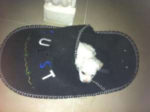 vand pui mascul Bichon Maltez