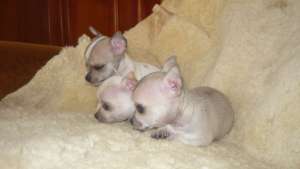 Chihuahua devanzare