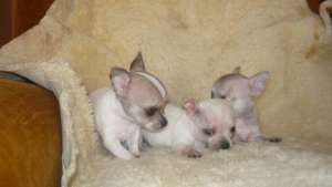 Chihuahua devanzare