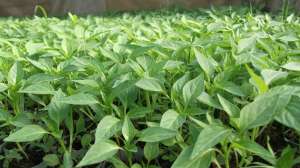 vand rasaduri legume