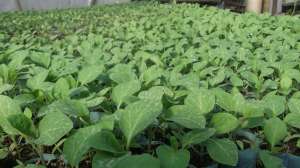 vand rasaduri legume
