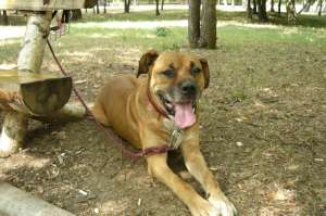 CAUT CATEA PT BULLMASTTIF