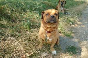 CAUT FETITA