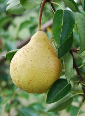 De vanzare pomifructiferi