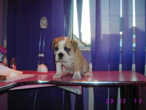 vand buldog englez cu pedigree.