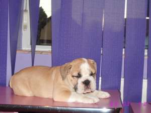 vand buldog englez cu pedigree.