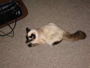 Donez pisoi Birmanez