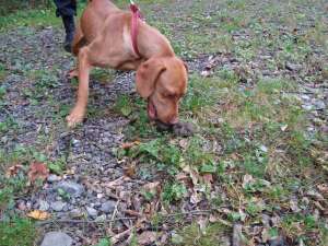 Trufe,  Dresam caini pt. cautarea trufelor/Vindem caini gata dresati