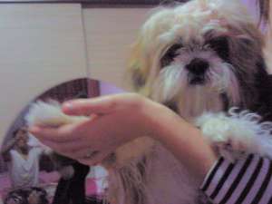 Imperechere shih tzu