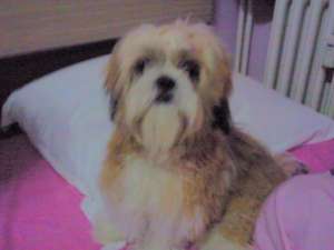 Imperechere shih tzu