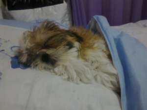 Imperechere shih tzu
